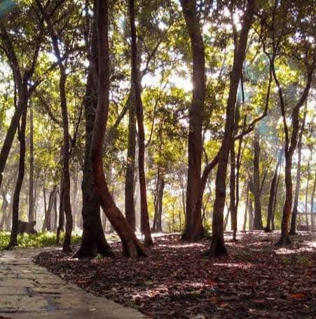 Bajrabarahi Religious Forest