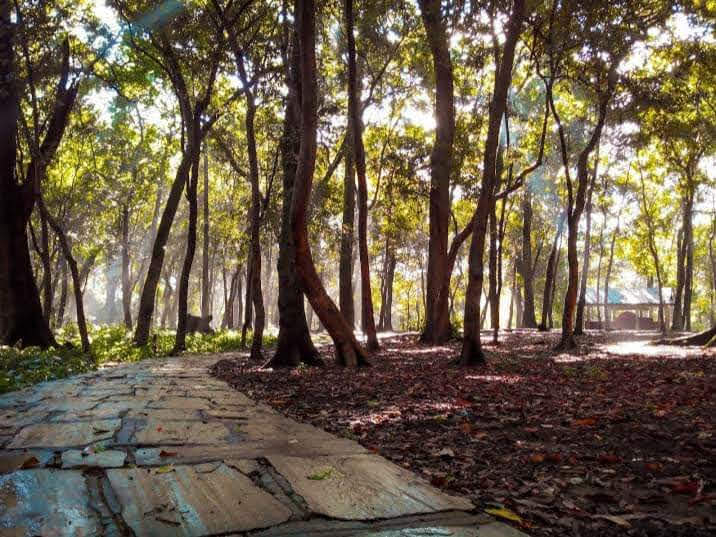 Bajrabarahi Religious Forest
